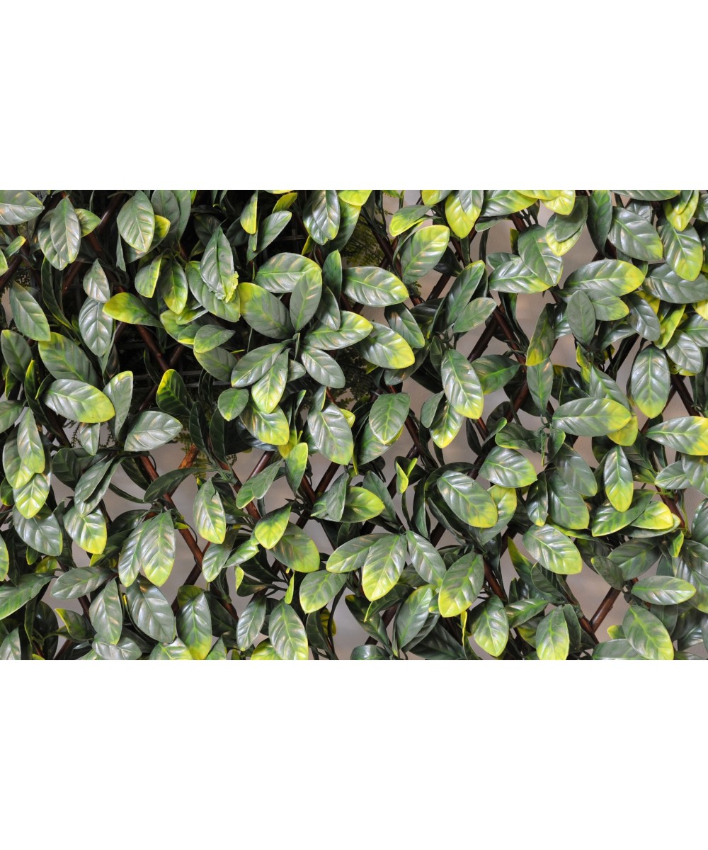HORNBEAM TREE LL FENCE