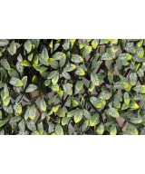 HORNBEAM TREE LL FENCE