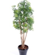 Artificial Aralia ming nitida