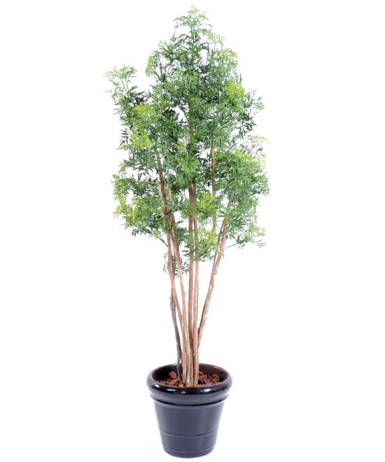 Artificial Aralia ming nitida