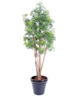 Artificial Aralia ming nitida