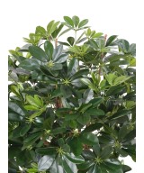 Artificial Schefflera