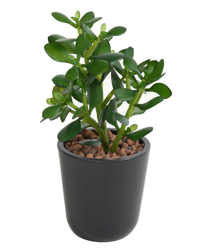 Kunstlik Crassula JADE TAIM