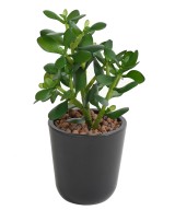 Artificial Crassula JADE PLANT