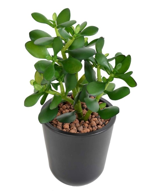 Kunstlik Crassula JADE TAIM