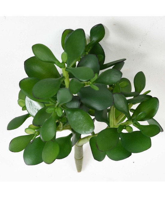 Kunstlik Crassula JADE TAIM