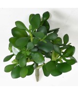 Kunstlik Crassula JADE TAIM