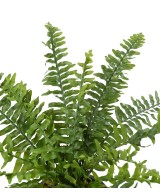 Kunstlik Boston Fern