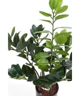 Kunstlik zamia