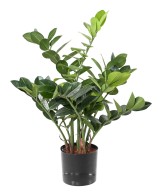 Kunstlik zamia