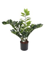 Kunstlik zamia