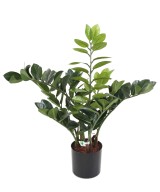 Kunstlik zamia