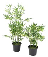 Artificial BAMBOO TV