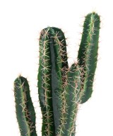 Artificial cactus CEREUS