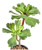 Artificial SUCCULENT *2