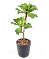 Artificial SUCCULENT *2