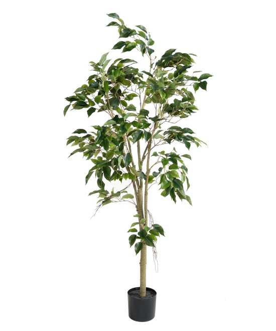Artificial FICUS
