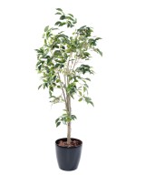 Artificial FICUS