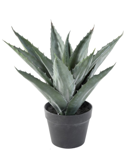 AGAVE artificial