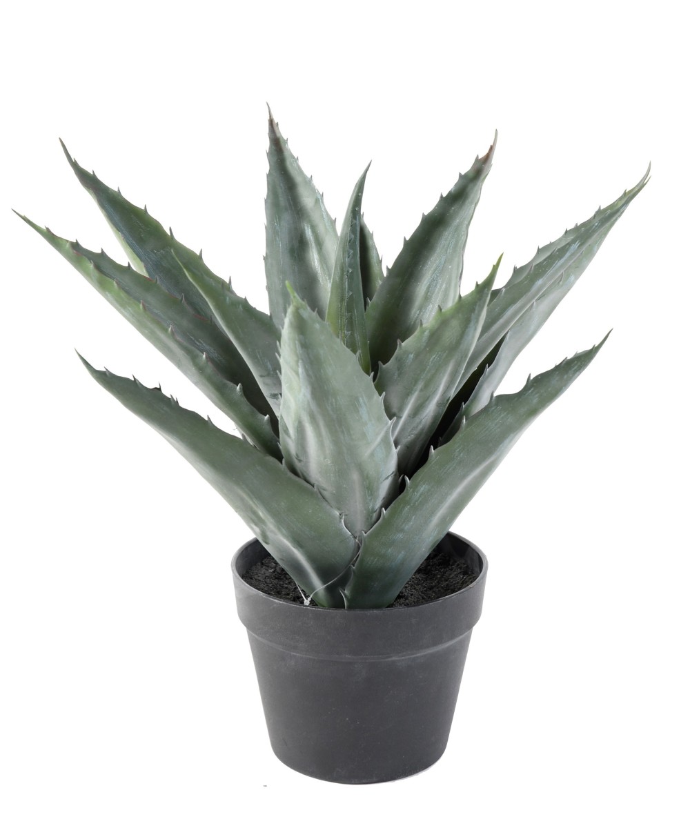 AGAVE artificial