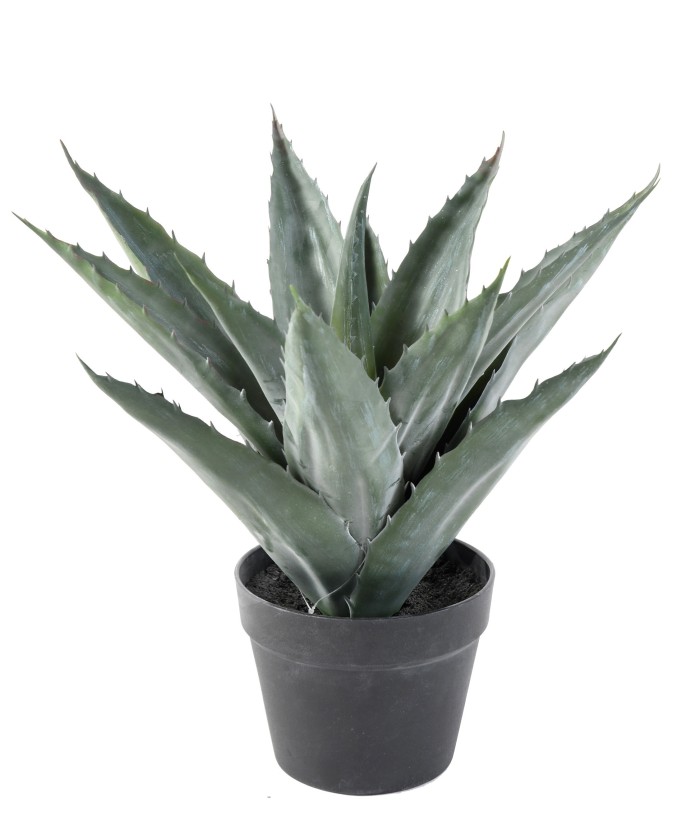 AGAVE artificial