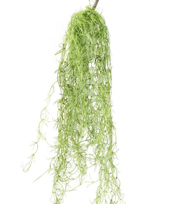 Kunstlik TILLANDSIA