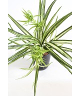Artificial CHLOROPHYTUM * 82