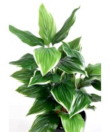 Kunstlik HOSTA *28