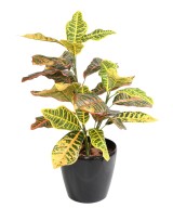 Artificial CROTON *28