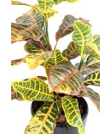 Artificial CROTON *28