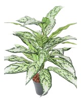 Kunstlik AGLAONEMA *28