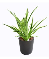 Artificial DRACAENA PLANT