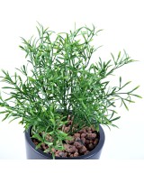 Artificial LEPTOSPERMUM