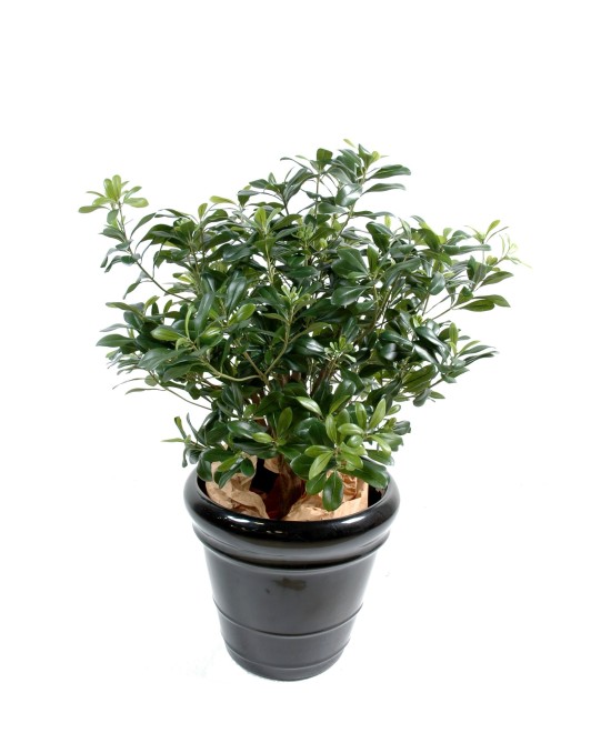 Kunstpittosporum põõsas