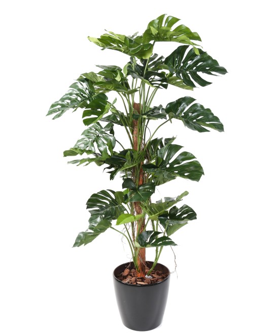 Kunstfilodendron Monstera kookospuul (uus)