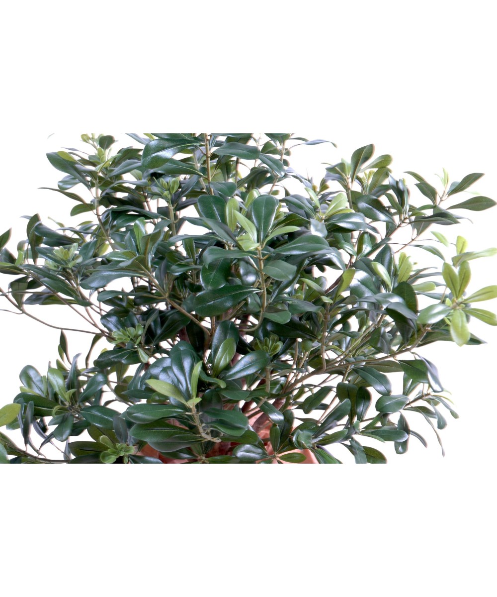 Artificial pittosporum BUSH