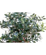 Kunstpittosporum põõsas