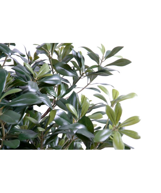 Artificial pittosporum BUSH
