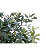 Artificial pittosporum BUSH