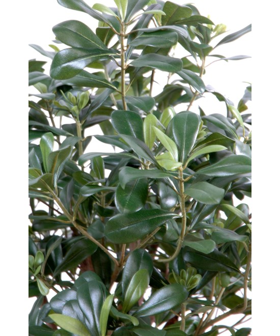 Artificial pittosporum BUSH