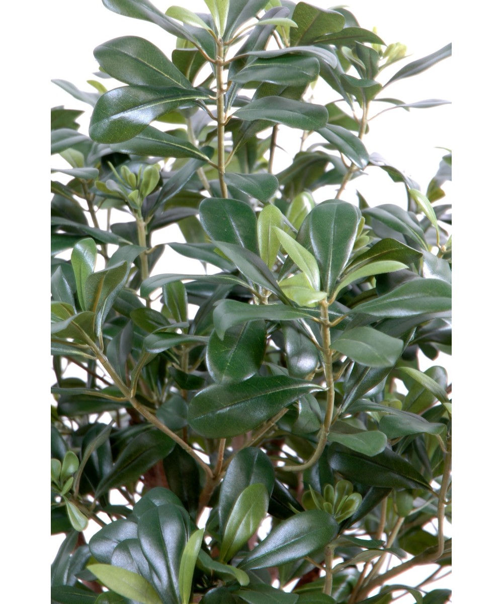 Kunstpittosporum põõsas