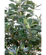 Kunstpittosporum põõsas