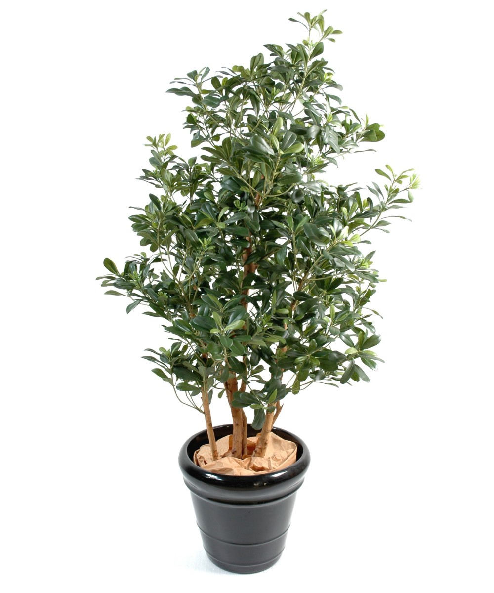 Kunstpittosporum