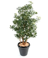 Kunstpittosporum