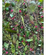 Kunstbugenvillea uus dekoratiivoks