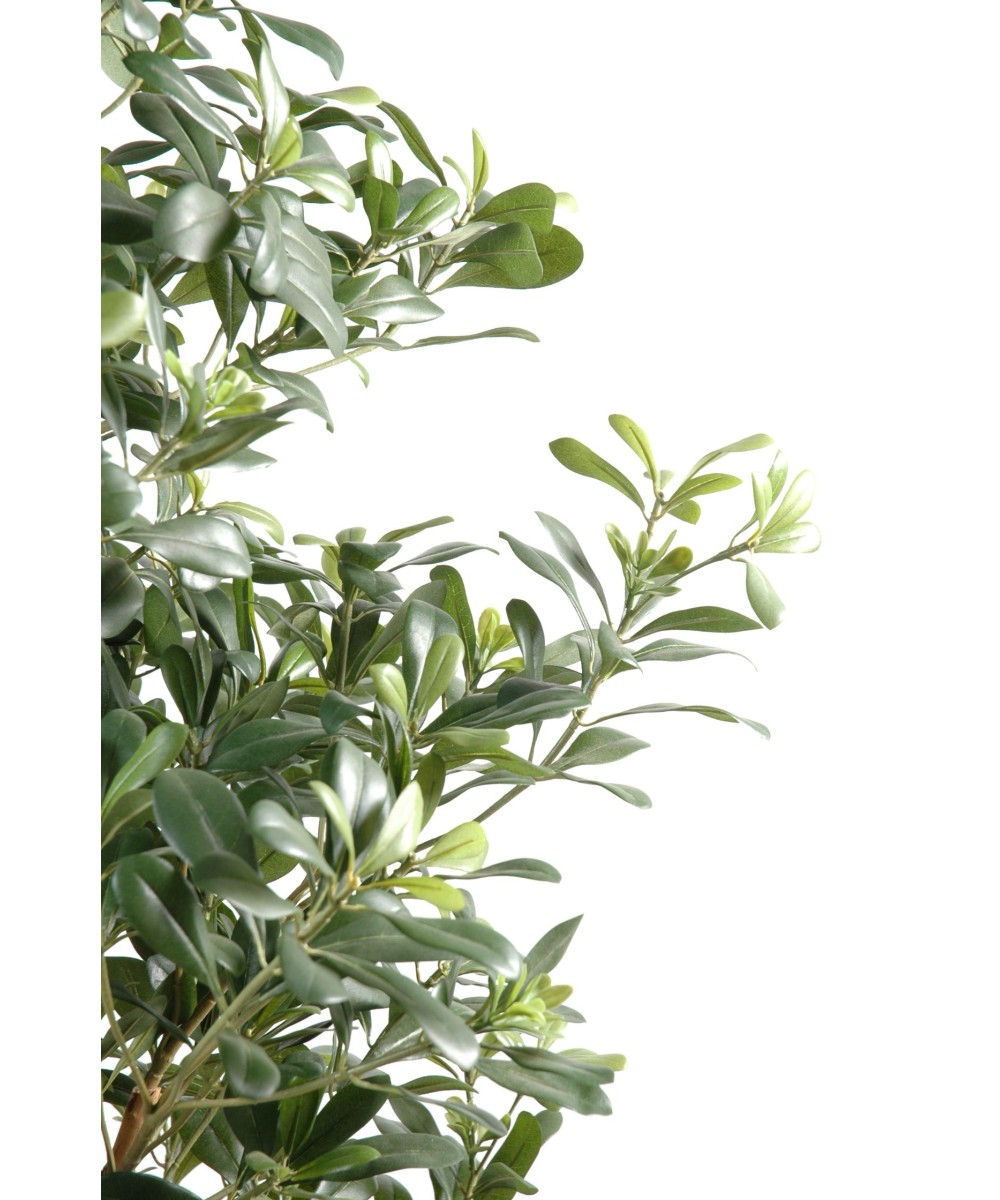 Kunstpittosporum