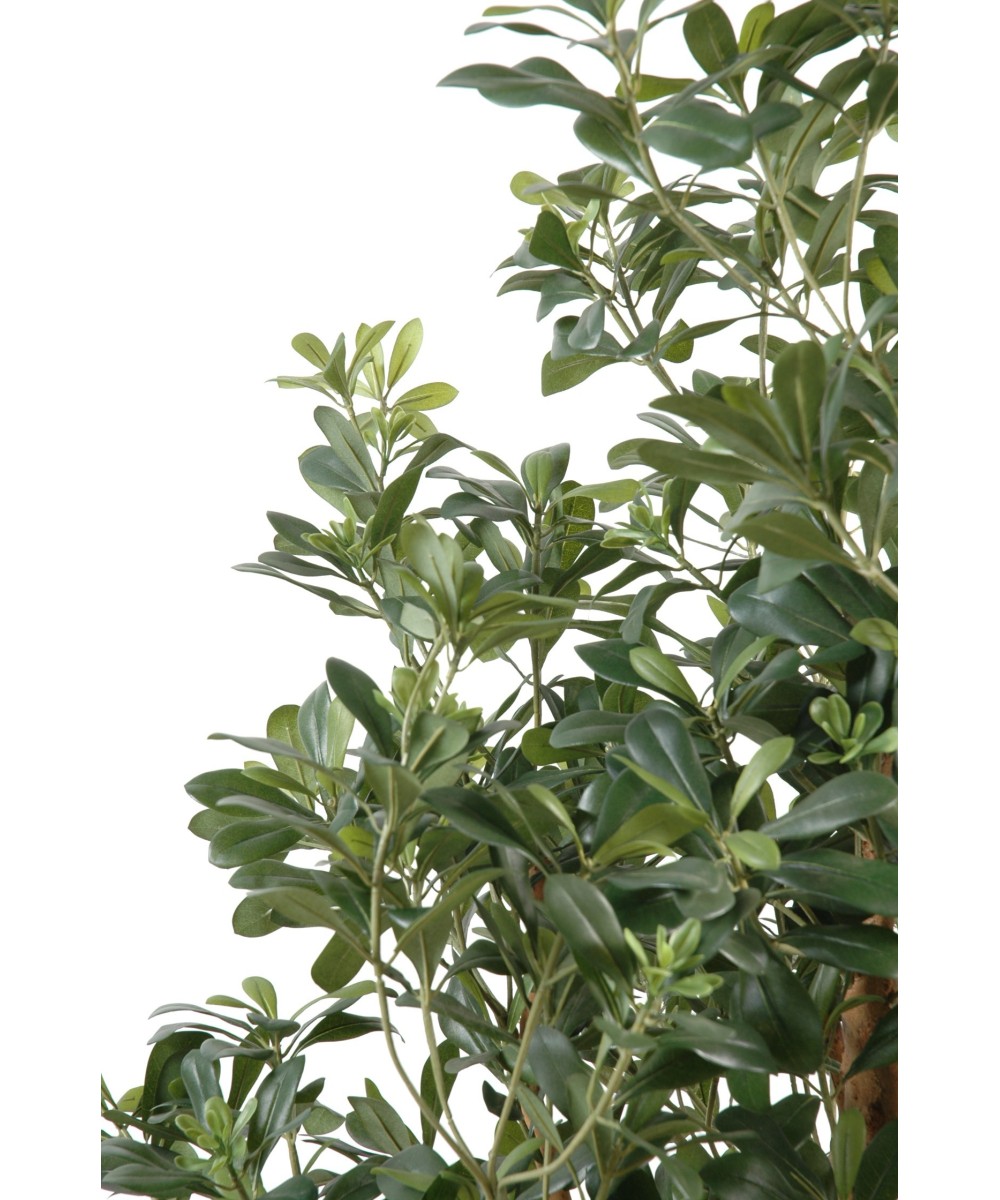 Kunstpittosporum