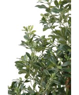 Kunstpittosporum