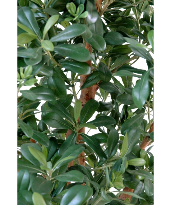 Kunstpittosporum
