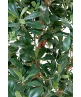 Kunstpittosporum